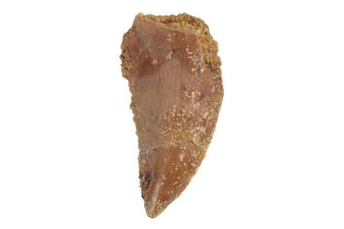 Serrated, Raptor Tooth - Real Dinosaur Tooth #245788